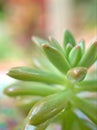 Closeup green succulent Jelly bean plant, sedum rubrotinctum , stonecrop ,cactus desert plants with blurred background Royalty Free Stock Photo