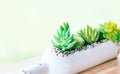 Closeup green succulent in white bottle pot on wood table background, selective focus Royalty Free Stock Photo