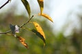 Closeup of green sweet cherry leaf with selective focus on foreground Royalty Free Stock Photo