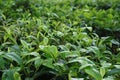 Closeup of green tea plants with blurred background Royalty Free Stock Photo