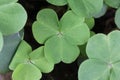 Closeup green three leaves clover background