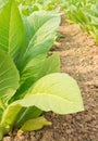 Closeup of green tobacco field,agricultural concpet.