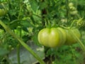 Closeup of green tomatoes Royalty Free Stock Photo