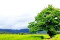 Closeup green tree,