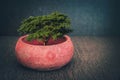 Closeup green tree on flower pot and wooden background