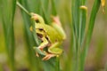 Closeup green tree frog Royalty Free Stock Photo