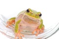Closeup green tree frog Royalty Free Stock Photo