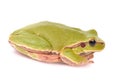 Closeup green tree frog Royalty Free Stock Photo