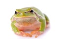 Closeup green tree frog Royalty Free Stock Photo