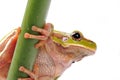 Closeup green tree frog Royalty Free Stock Photo