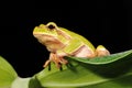 Closeup green tree frog Royalty Free Stock Photo