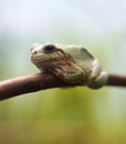 Closeup Green Tree Frog Royalty Free Stock Photo