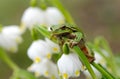 Closeup green tree frog on flower Royalty Free Stock Photo
