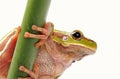 closeup green tree frog isolated on white background Royalty Free Stock Photo