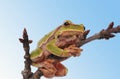 closeup green tree frog isolated on white background Royalty Free Stock Photo