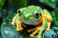 Closeup of a green tree frog on a wet leaf, AI-generated. Royalty Free Stock Photo