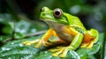 Closeup of a green tree frog on a wet leaf, AI-generated. Royalty Free Stock Photo