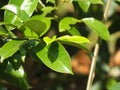 Closeup of the green tree leaves under the rays of the sun Royalty Free Stock Photo