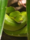 Green tree python closeup detail Royalty Free Stock Photo