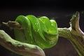 A closeup of a green tree python wrapped around a branch, Morelia Viridis Royalty Free Stock Photo