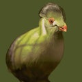 Closeup of a green Turaco on a green background