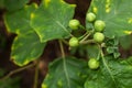 Closeup of green Turkey berry plant, Solanum torvum