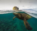 Closeup of a green turtle calmly swimming in the sea with his head raised above