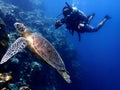 Closeup with the Green Turtle during a leisure dive in Sipadan Island, Semporna, Tawau, Sabah. Malaysia, Borneo. Royalty Free Stock Photo