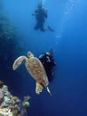 Closeup with the Green Turtle during a leisure dive in Sipadan Island, Semporna, Tawau, Sabah. Malaysia, Borneo. Royalty Free Stock Photo