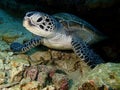 Closeup with the Green Turtle during a leisure dive in Sipadan Island, Semporna, Tawau, Sabah. Malaysia, Borneo. Royalty Free Stock Photo