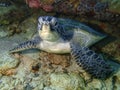 Closeup with the Green Turtle during a leisure dive in Sipadan Island, Semporna, Tawau, Sabah. Malaysia, Borneo. Royalty Free Stock Photo