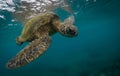 Closeup of green turtle swimming calmly in the sea