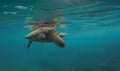 Closeup of green turtle swimming calmly in the sea