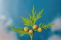 Closeup of green twig of thuja the cypress family with 4 seed he