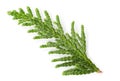 Closeup of green twig of thuja the cypress family on white