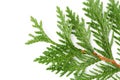 Closeup of green twig of thuja the cypress family on white