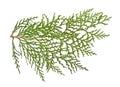 Closeup of green twig of thuja on white background
