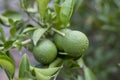Closeup of a green unripe citrus fruit. selective focus Royalty Free Stock Photo