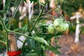 Closeup of green unripe homegrown tomato fruit in organic vegetable garden