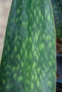 Closeup of a green variegated Snake Plant leaf, as a patterned nature background