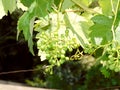 Closeup of green vine leaves with unripe green grapes, nature, plant, agriculture Royalty Free Stock Photo