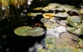 Closeup green water lily leavess floating on a water, outdoor natural background. Floating leaves on summer time