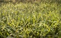 Closeup green weed grass in meadow at morning light Royalty Free Stock Photo