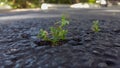 Closeup of green weed growing through crack in pavement.