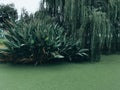 closeup of green wetlands with plants