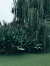 closeup of green wetlands with plants