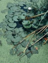 closeup of green wetlands with plants