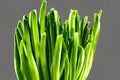 Closeup of green wheat germ on a gray background Royalty Free Stock Photo