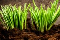 Closeup of green wheat germ in land Royalty Free Stock Photo