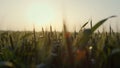 Closeup green wheat leaves grow field on sunset. View ripening spikelets. Royalty Free Stock Photo